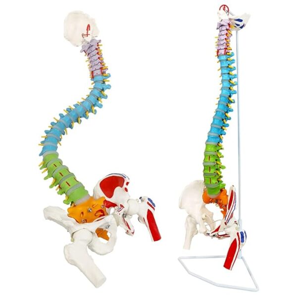 Buy best Multicolours Anatomy Spine Model 85cm/33.46in Bendable with Holder Stand Colored Anatomical Body Model (Vertebrae Lumbar Spine Model with Nerves for Chiropractors Life Size), artificial full spine price in india (Copy)